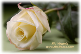 Virginia Rose