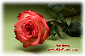 Blush Rose - Reddish Pink with Reverse Pedals